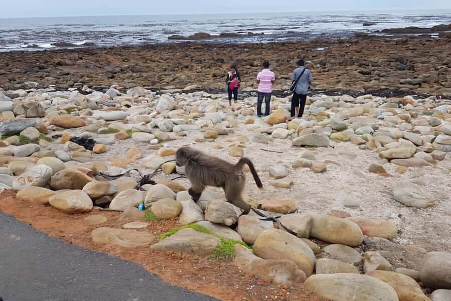 Explore: Cape of Good Hope and Penguins Full-Day Tour - Hout Bay Harbor: seals, shops, and optional Noordhoek coffee