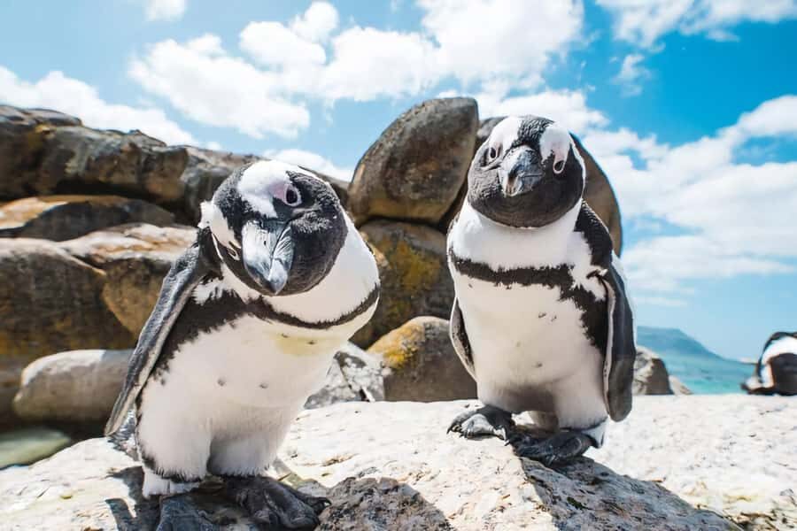 Explore: Cape of Good Hope and Penguins Full-Day Tour - Chapman’s Peak Drive: when the toll is handled for you