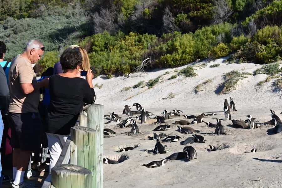Explore: Cape of Good Hope and Penguins Full-Day Tour - Food and shopping: lunch happens, but you should expect extra spending