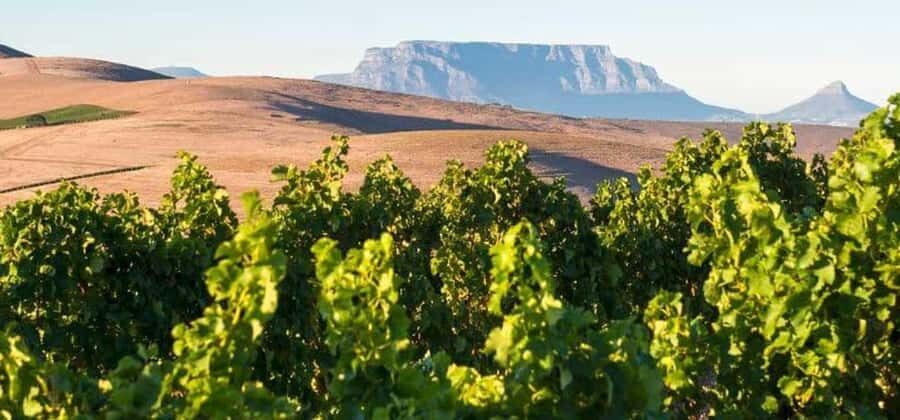 Explore Table Mountain, Kirstenbosch, & Constantia wineries. - Getting from Cape Town City Centre: private pickup and a calm start