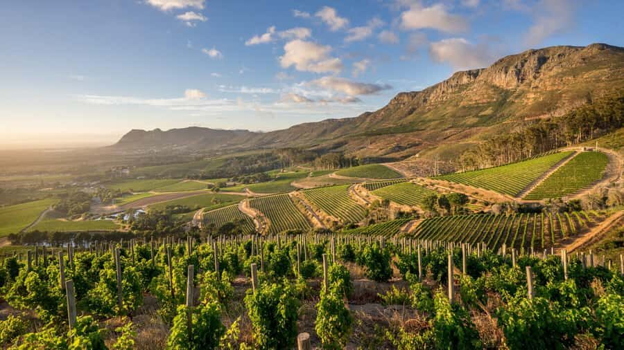 Explore Table Mountain, Kirstenbosch, & Constantia wineries. - Should you book this Table Mountain, Kirstenbosch, and Constantia day?