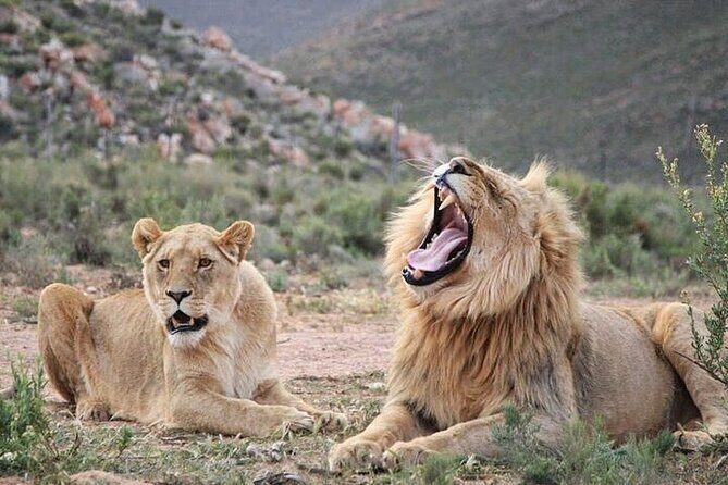 Explore the best Big 5 Aquila Safari Tour and Wine Tasting - Key highlights that make this day worth it