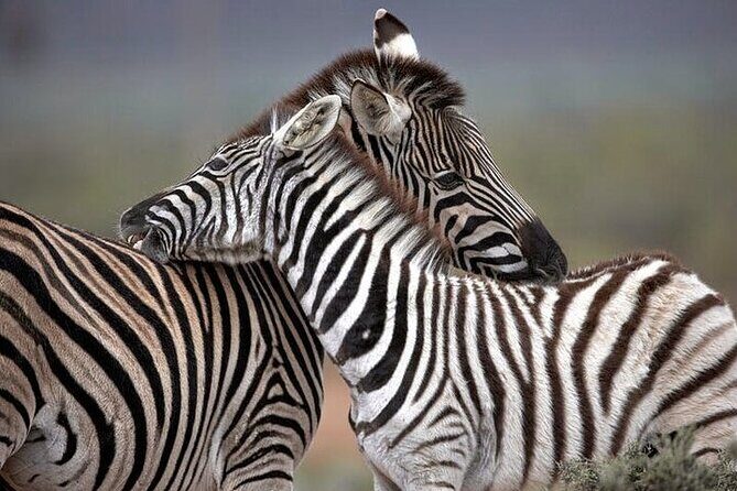 Explore the best Big 5 Aquila Safari Tour and Wine Tasting - Cape Town pickup, timing, and how to not feel rushed
