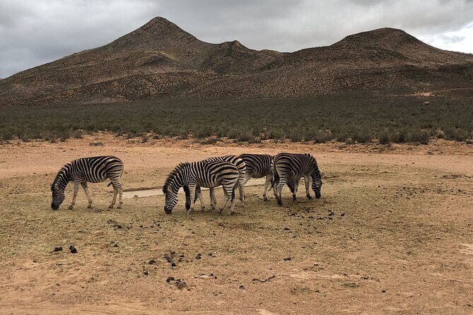 Explore the best Big 5 Aquila Safari Tour and Wine Tasting - Fairview wine and cheese: the calm, tasty follow-up