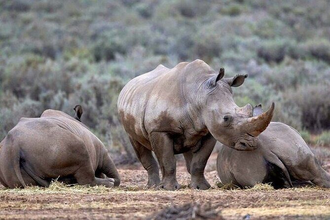 Explore the best Big 5 Aquila Safari Tour and Wine Tasting - Who this tour fits best (and who might want another option)