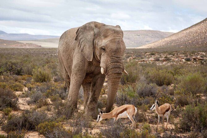 Explore the best Big 5 Aquila Safari Tour and Wine Tasting - The small things that make the experience feel smooth