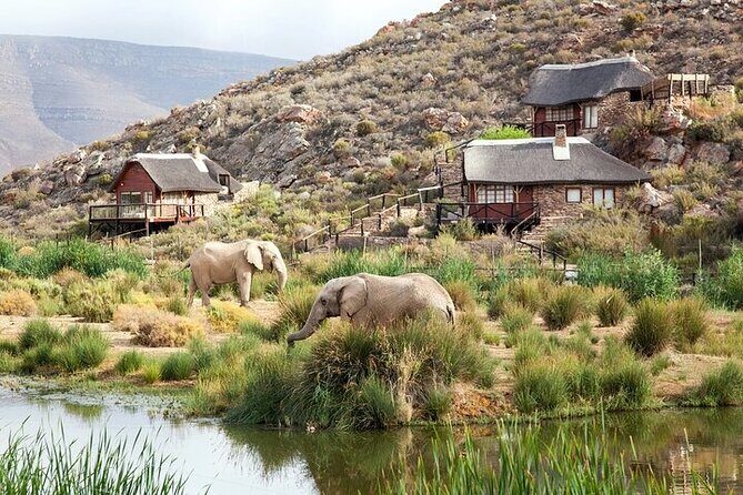 Explore the best Big 5 Aquila Safari Tour and Wine Tasting - The Aquila Private Game Reserve game drive: your main event