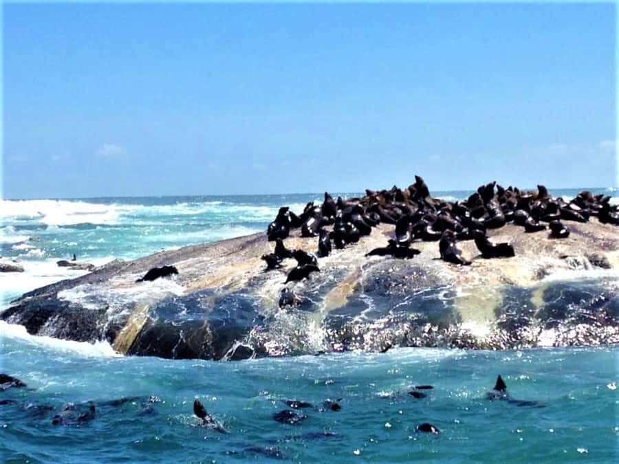 Fascinating Cape Peninsula Experience (private & exclusiv) - A Private Driver Guide Who Keeps the Day Stress-Free