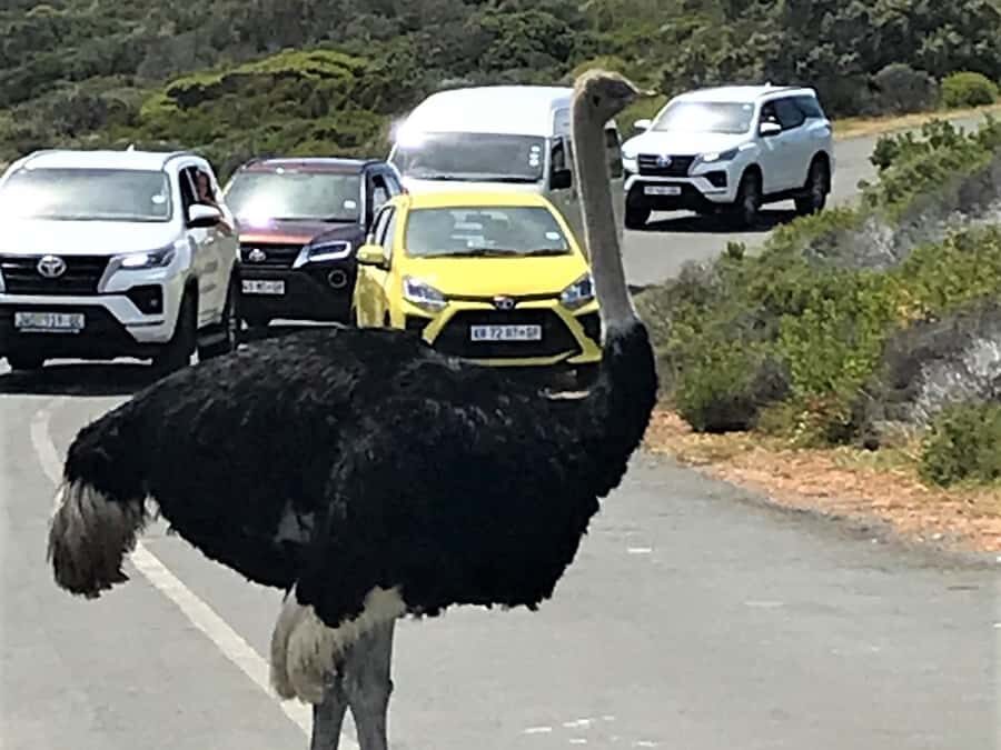 Fascinating Cape Peninsula Experience (private & exclusiv) - Price and Logistics: Is $479 a Good Value for Two?