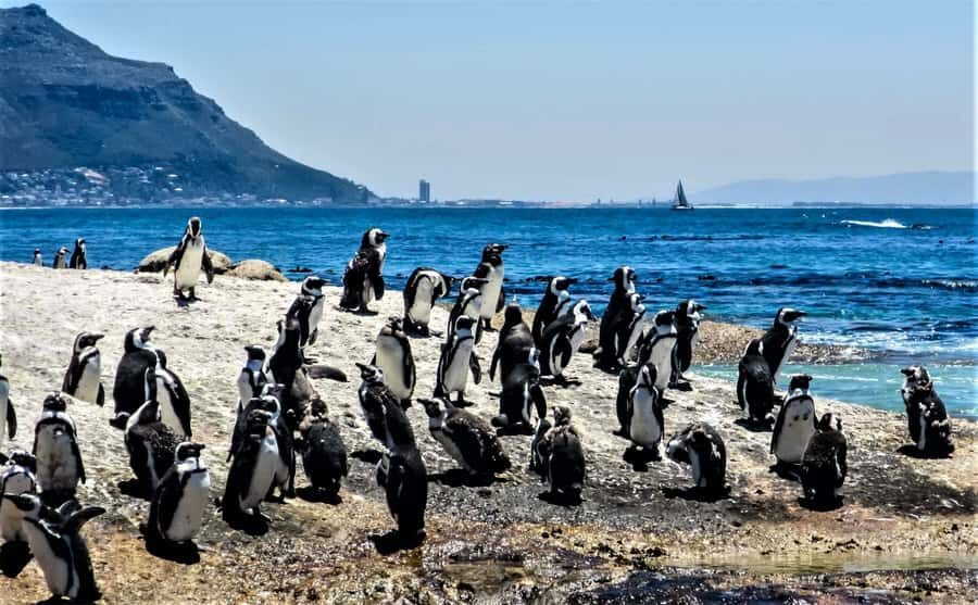 Fascinating Cape Peninsula Experience (private & exclusiv) - Cape Point Views You Can Take Your Time With