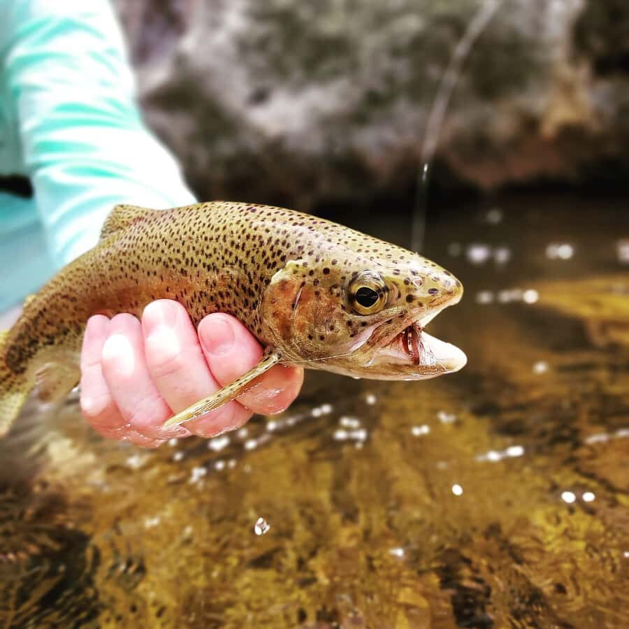 Fly Fishing in Cape Town - The Cape Stream Fly Fishing Experience: 5 big reasons to go