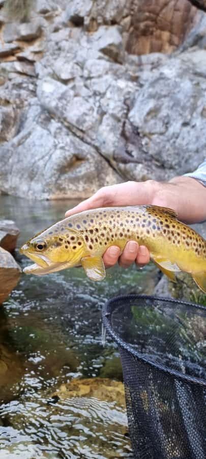 Fly Fishing in Cape Town - Price and Value: What $280 Covers and What Might Cost Extra