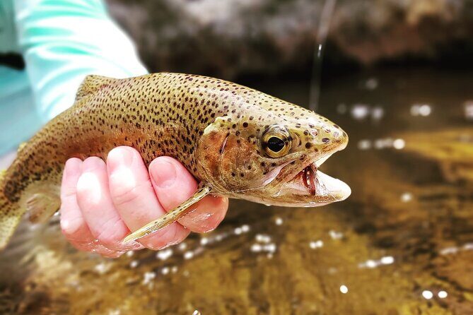 Fly Fishing in Cape Town for Five Hours - Kyle Noyes-Smith: guide attention that shows up in the details