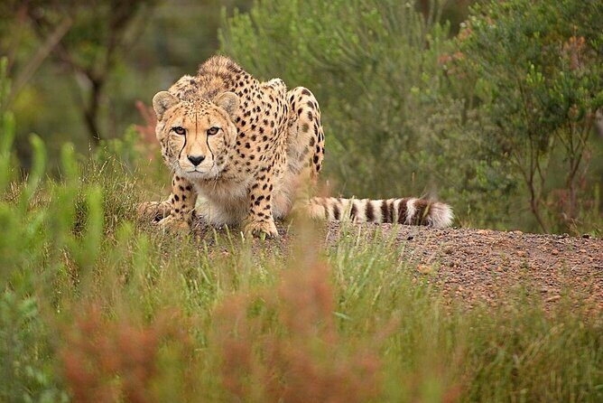 Forest Walk with Picnic and Wildife Tour - Forest Walk + Picnic + Tenikwa: The Easy Day Plan That Packs Real Wildlife Value
