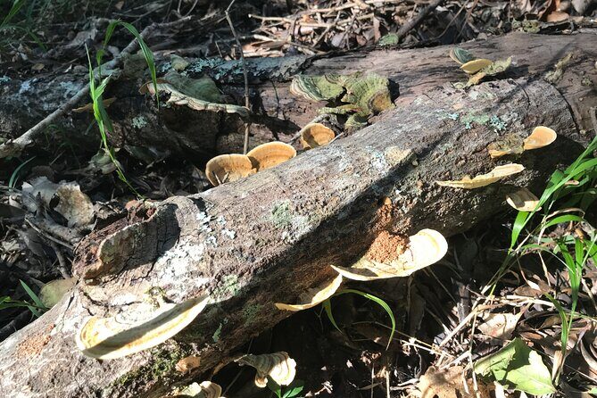 Forest Walk with Picnic and Wildife Tour - Where the Day Starts: Tenikwa Wildlife Rehabilitation & Awareness Centre, The Crags