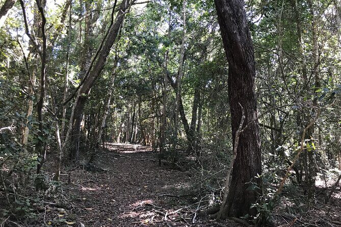 Forest Walk with Picnic and Wildife Tour - Wildlife Spotting Reality Check: What’s Likely, What’s Luck