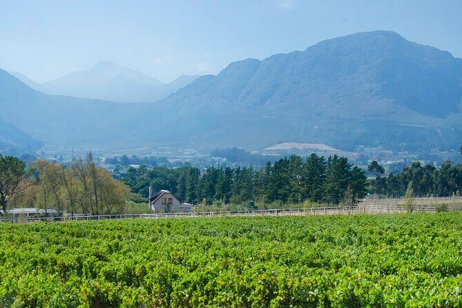 Franschhoek Half Day Winelands Mountain Bike Tour - Stop 1: Rickety Bridge Wine Estate and the Lookout Feeling