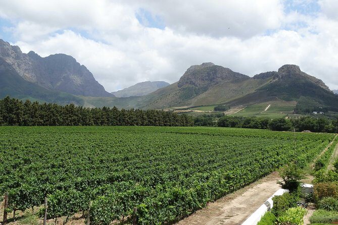 Franschhoek Half Day Winelands Mountain Bike Tour - Price and What $79.93 Buys You (Besides a Bottle of Wine)