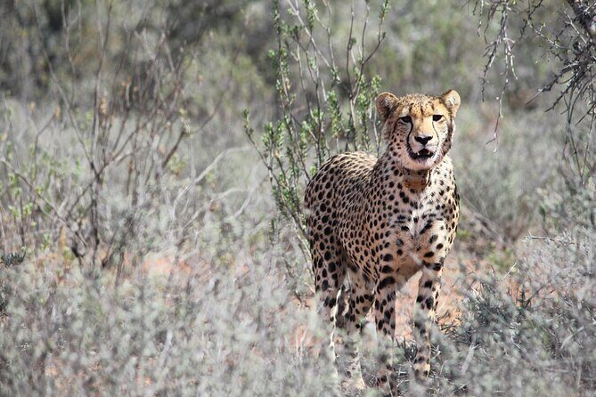 Free Roaming Cheetah Experience - The 8:00 mini game drive: a warm-up with real wildlife odds