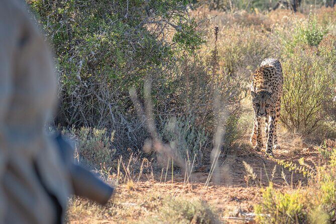 Free Roaming Cheetah Experience - Small-group value: why max 10 travelers matters