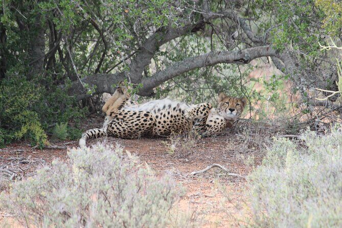 Free Roaming Cheetah Experience - The ranger factor: getting more than just a sighting