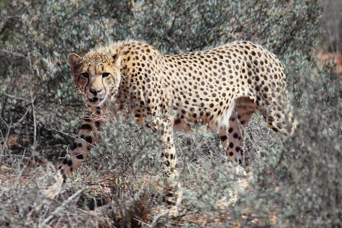 Free Roaming Cheetah Experience - Price and value: is $81.19 fair for a 3–4 hour cheetah hunt?