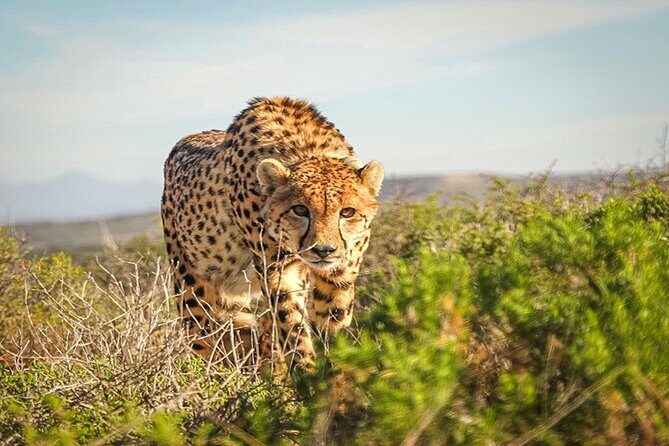 Free Roaming Cheetah Experience - Who should book this experience (and who might skip it)