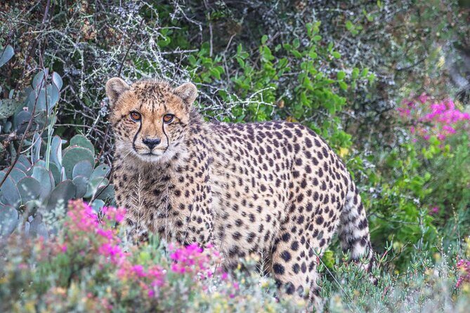 Free Roaming Cheetah Experience - Vehicle to on-foot tracking: what to expect and how to prepare