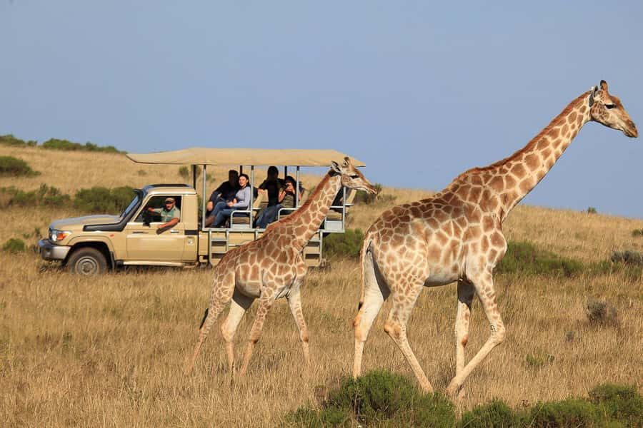 From Cape Town: 3-Day Garden Route Highlights and 4x4 Safari - Key highlights
