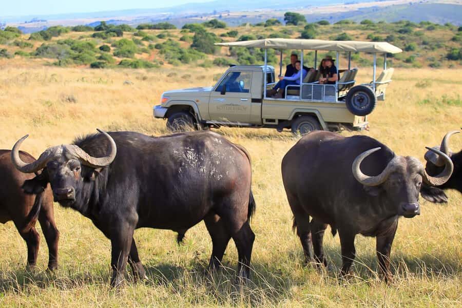From Cape Town: 3-Day Garden Route Highlights and 4x4 Safari - Day 3 Botlierskop 4x4 Safari: Big Five Odds on an Open Vehicle