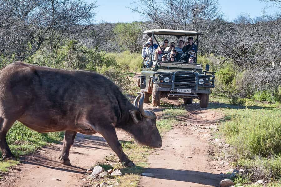 From Cape Town: 3-Day Garden Route Highlights and 4x4 Safari - Who This Tour Fits Best (and Who Might Prefer Something Slower)