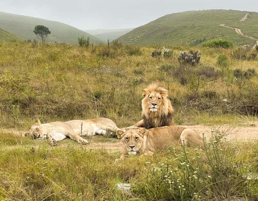 From Cape Town: 3-Day Garden Route Highlights and 4x4 Safari - Should You Book This Garden Route Safari Combo?