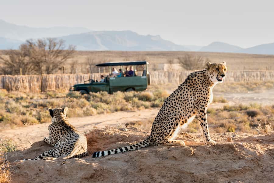 From Cape Town: 3-Day Garden Route Safari and Coastal Tour - Cape Agulhas, Two Oceans, and the Lighthouse Stop That Sets the Tone