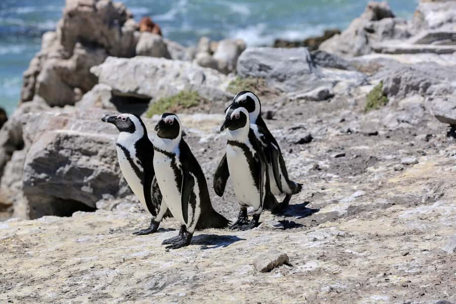 From Cape Town: 3-Day Garden Route Safari and Coastal Tour - Hermanus Whale Watching From Shore: Big Majesty Without Waiting for a Boat
