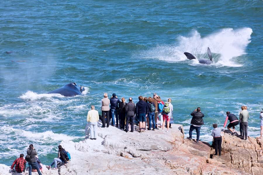 From Cape Town: 3-Day Garden Route Safari and Coastal Tour - Garden Route Game Lodge: When the Safari Starts to Feel Real
