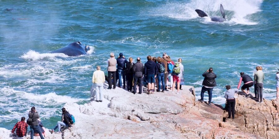 From Cape Town: 3-Day Garden Route Safari and Coastal Tour - What to Bring, How to Think About the Schedule, and What Can Change