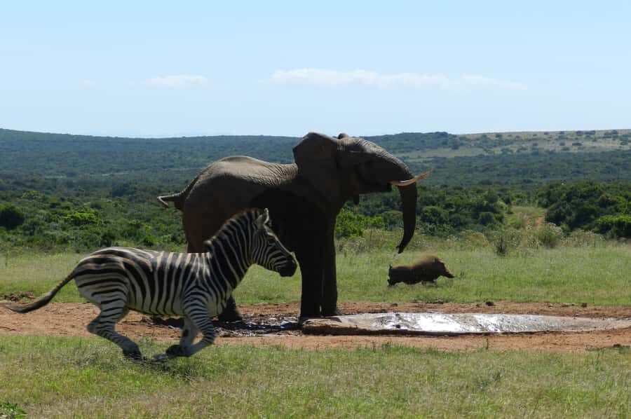 From Cape Town: 5-Day Garden Route & Addo Elephant Park Tour - Day 1: Oudtshoorn’s Cango Caves, ostriches, and a Little Karoo start