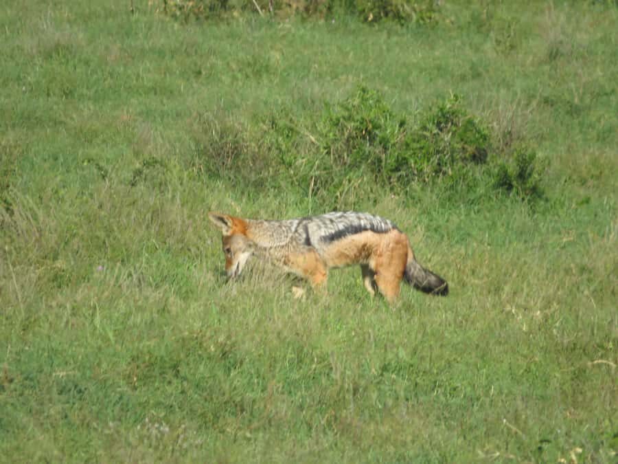 From Cape Town: 5-Day Garden Route & Addo Elephant Park Tour - Day 4: Bloukrans bungee (or calmer bridge time) and late safaris at the Game Lodge
