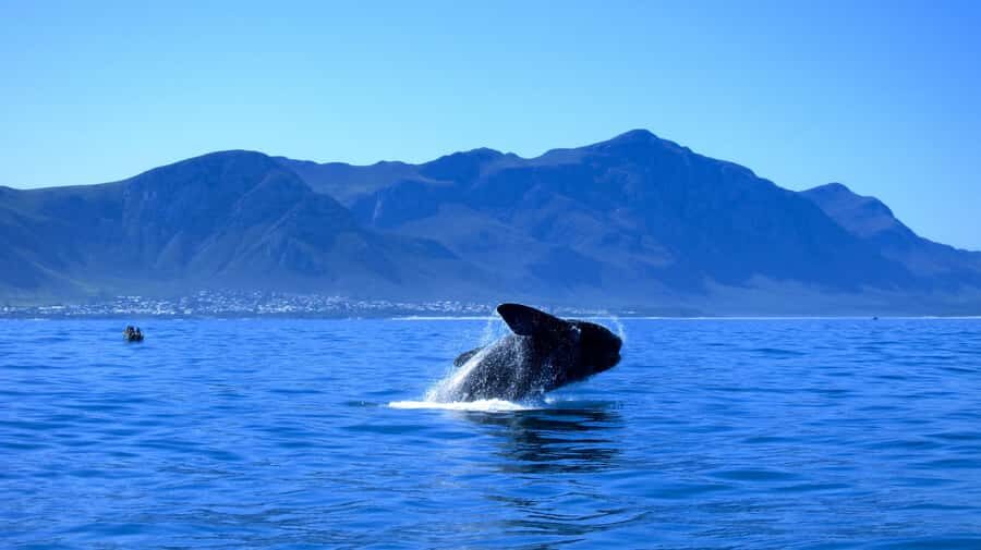 From Cape Town: 5-Day Garden Route & Addo Elephant Park Tour - The driving schedule: what it feels like day to day
