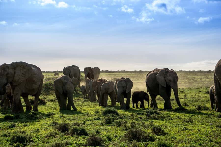 From Cape Town: 7-Day Garden Route, Addo and Winelands Combo - Addo safari day: elephants, Big Five odds, and timing