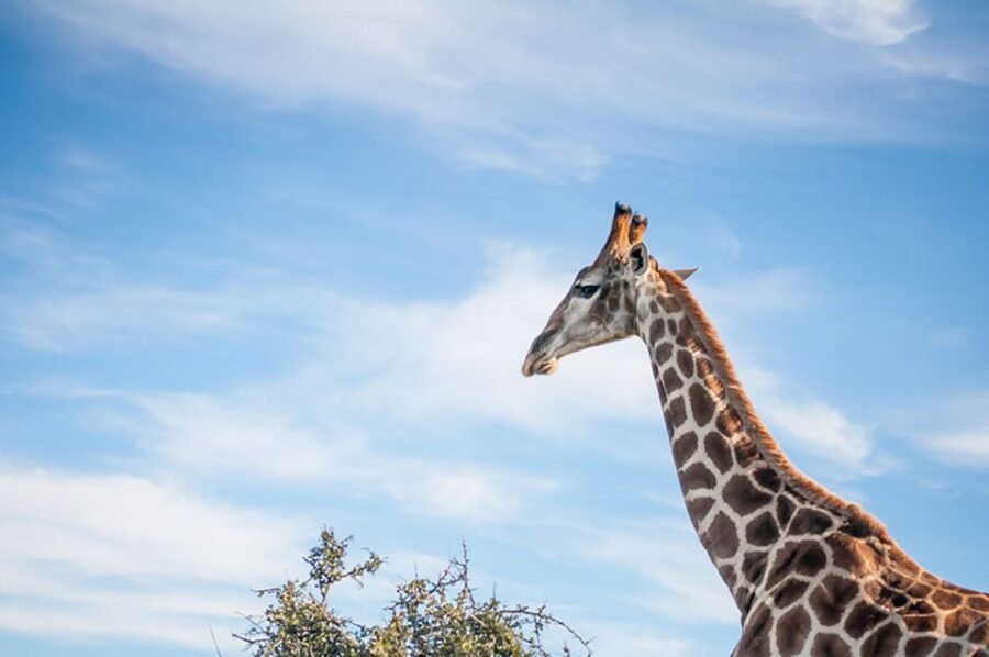 From Cape Town: 7-Day Garden Route, Addo and Winelands Combo - FAQ