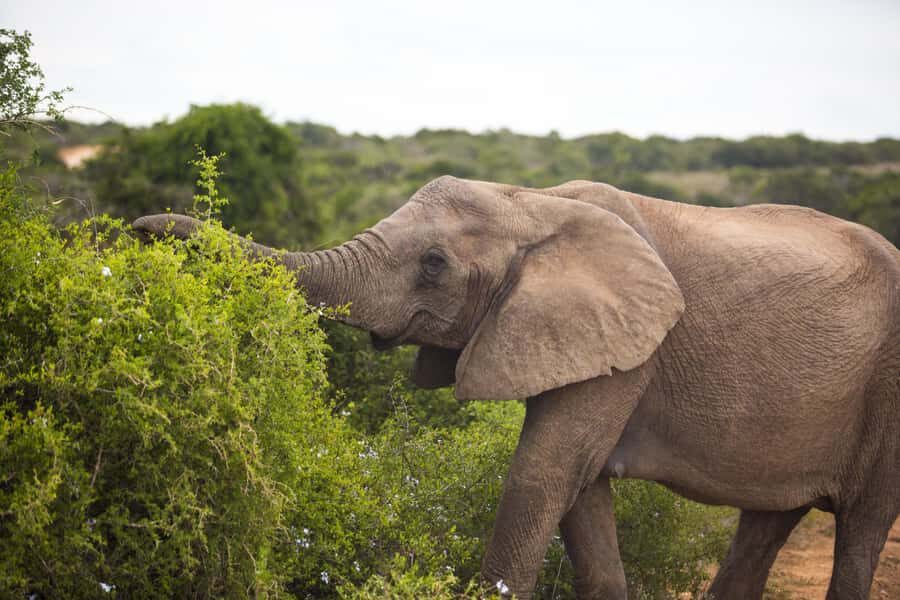 From Cape Town: 7-Day Garden Route, Addo and Winelands Combo - Cape Winelands tastings and the Cape Peninsula penguin stop