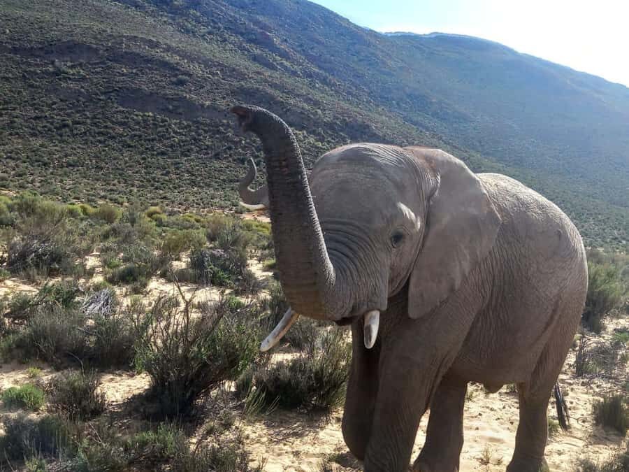 From Cape Town: Aquila Game Reserve Safari Tour with Lunch - Key points to know before you go