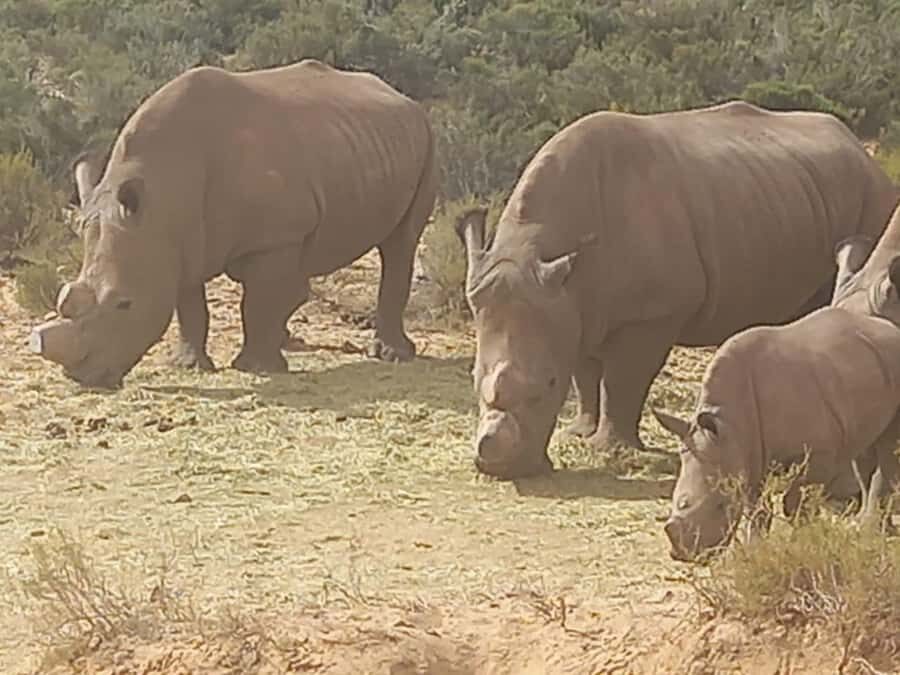 From Cape Town: Aquila Game Reserve Safari Tour with Lunch - Welcome drink and buffet lunch: practical fuel before safari time