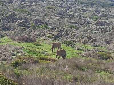 From Cape Town: Aquila Game Reserve Safari Tour with Lunch - The N1 drive: where the day actually starts