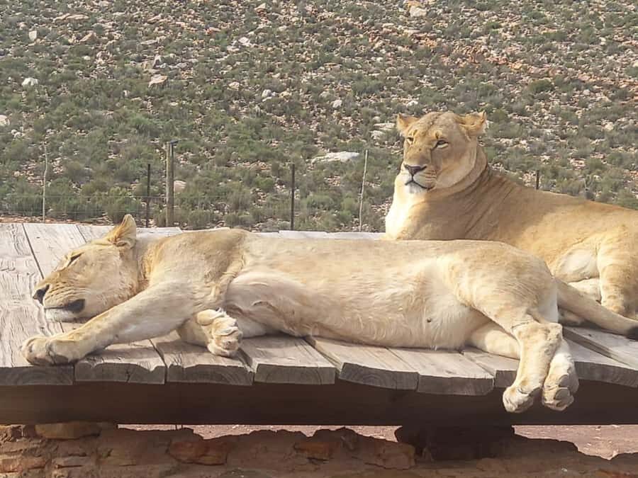 From Cape Town: Aquila Game Reserve Sunset Game Drive - Sunset game drive on an open 4x4: why timing is the whole game