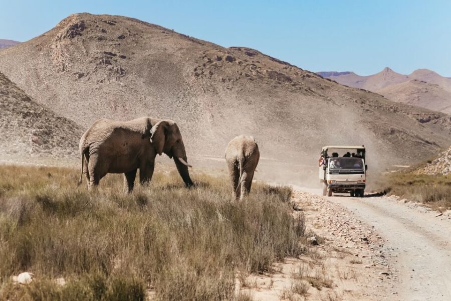 From Cape Town: Big Five Game Reserve with Lunch - Birding for up to 172 species, including the black eagle