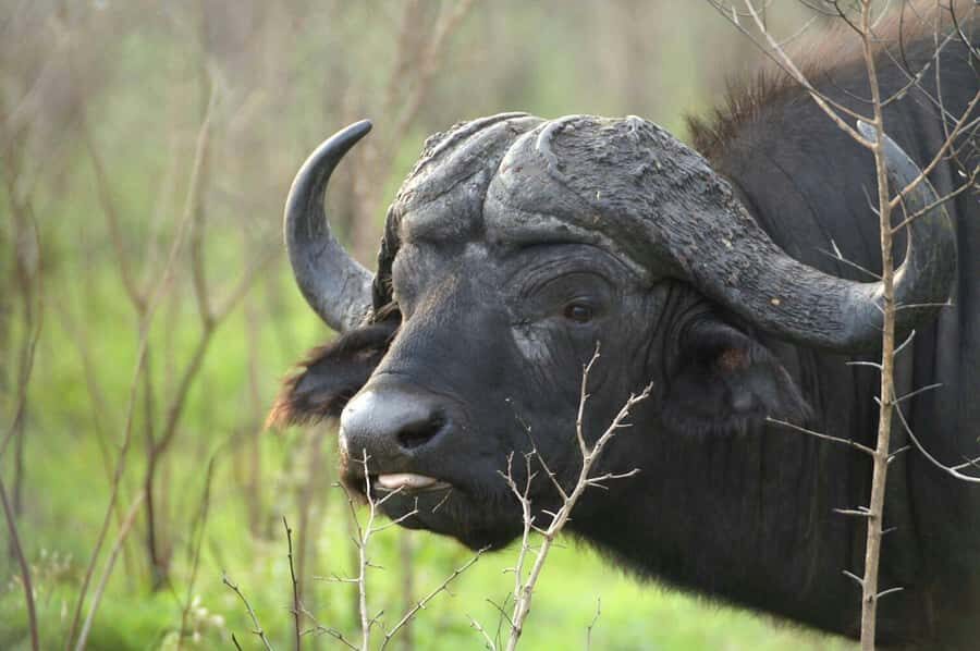 From Cape Town: Big Five Safari Experience with Lunch - From Cape Town to the Big Five: how the day plays out