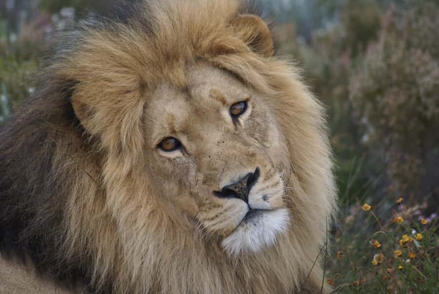 From Cape Town: Big Five Safari Experience with Lunch - The game drive with rangers: where the day earns its name