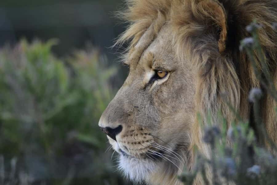 From Cape Town: Big Five Safari Experience with Lunch - Guide energy makes the difference: Collen, Dudu, and Dudezile